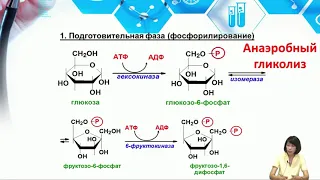 Лекция 5. Обмен углеводов. Анаэробный гликолиз. Глюконеогенез.