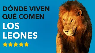 Dónde VIVEN los LEONES y QUÉ COMEN 🦁🤔 ¡ALUCINANTE!