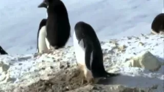 Penguin steal stones from neighbor's nest!