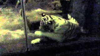 Белый тигр не нападает на человека в Московском зоопарке.