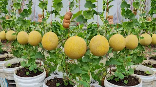 I didn't expect that growing cantaloupe in a barrel would yield such large and sweet fruit