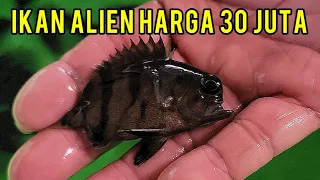 IKAN ALIEN TIGER FISH LANGKA