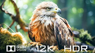 12K HDR 60fps Dolby Vision - Animal Sounds And Relaxing Piano Music with Natural Sounds