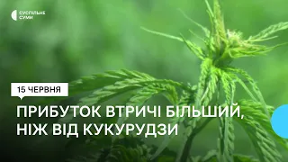 "Може дати прибуток втричі більший, ніж кукурудза". На Сумщині вирощують технічні коноплі