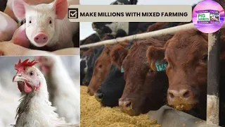 How to make more profits on mixed animal farming in Kenya.||Pig Farming in Kenya.