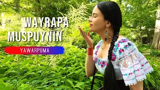 WAYRAPA MUSPUYNIN - Alborada | Yawarpuma | Native Song | Cherokee Flute | Relaxing Music