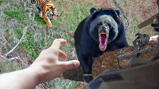 20 Bear Encounters You Really Shouldn't Watch