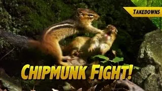 The Most Adorable Chipmunk Fight You've Ever Seen