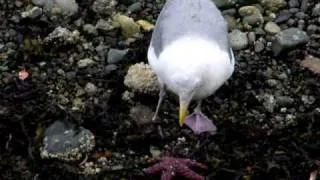 seagull vs starfish