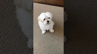 Updated Max the Maltese tricks 3-2020