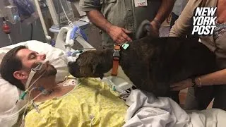 The heart shattering moment a dog says goodbye to her dying owner