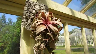 My Visit to see the Tillandsia 'Air Plants' Collection at The National Botanic Gardens of Ireland