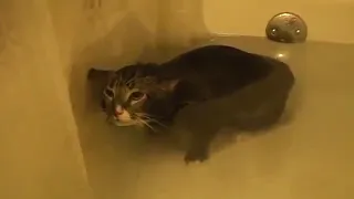 Млем | Кот в ванной