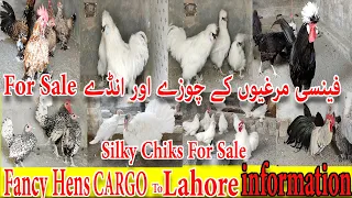 Fancy hen cargo to LAHORE|| Silky Breed Chicks For Sale in Pakistan Turkey Bird For Sale