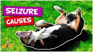 What Causes Seizures in Dogs (top 5 causes of dog seizures)