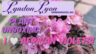 226: Plant Unboxing | African Violets From Lyndon Lyon Greenhouses | AVs I Couldn’t Find Locally