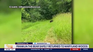 DC black bear released safely