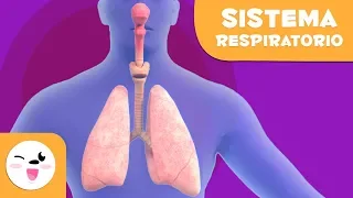 El sistema respiratorio | El cuerpo humano para niños