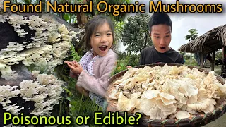 जंगली Natural Organic Mushroom मिला || Is it Poisonous or Edible? जहरीला है या नहीं कैसे पहचानें ?