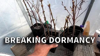 Lilac Cuttings [Breaking Dormancy]