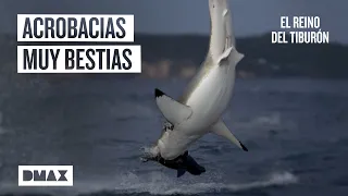 El increíble salto del tiburón blanco en Nueva Zelanda  | Tiburones