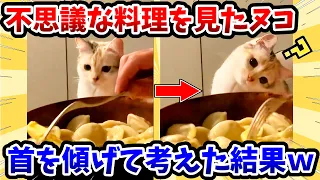 【2ch動物スレ】不思議な料理を見た猫さん → 首を傾げて考えた結果www