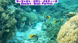 「サンゴ礁と熱帯魚」「Coral reef and tropical fish」【4k 水中 UNDERWATER】【宮古島　海　サンゴ　魚　シュノーケリング　水族館　観光　移住】