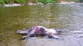 Dead Werewolf found