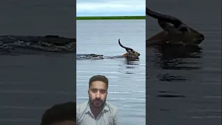 Buck Swims for its Life from Crocodile #wildlife #nature #animals #shorts #trending #viral