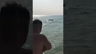 Крымские дельфины устроили невиданное шоу для отдыхающих!