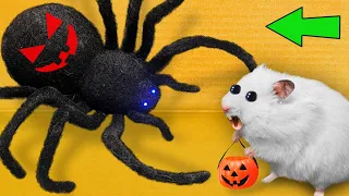 DIY New Halloween Hamster Maze 🎃 Hamster Escapes