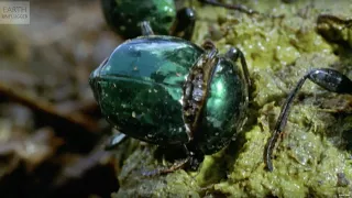 Why Beetles Are Awesome! | Slo Mo #38 | Earth Unplugged