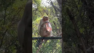 Intelligent monkey 🙊