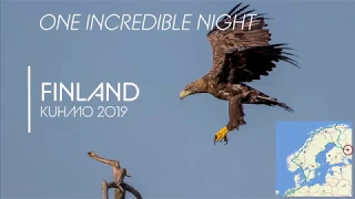 WildLife in Finland "One Incredible Night"