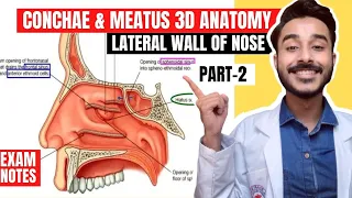 Conchae and meatus anatomy | Nerve and blood supply of lateral wall of nose anatomy