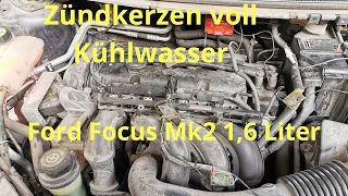 Zündkerzen voll Wasser Ford Focus Mk2 1,6l 101 PS / Froststopfen ?Zylinderschaden ? Easy to Fix !