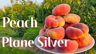 Персик Плане Сильвер. Peach Plane Silver.