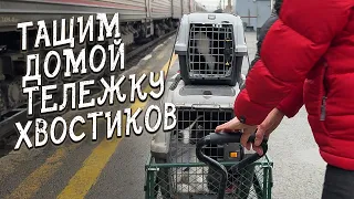 Спасение животных / Забрали с поезда двух спинальников / Ремонт мед.блока, делимся результатами!