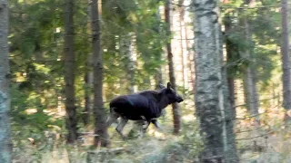 MOOSE HUNTING – An Unexpected coincidence | Moose hunting series, s3, e3