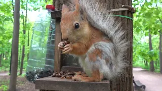 Про белку с Оторванным Ухом / About a squirrel with Severed Ear