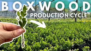 Easy Boxwood (Buxus) Propagation from Stem Cuttings for profit || How to Grow Boxwoods