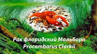 Рак флоридский (красный) Мальборо / Procambarus Clarkii