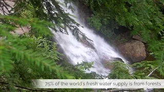 How Trees Help Create the Fresh Water Supply