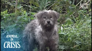 Dog Left Alone In An Island Still Looks For Her Puppy After Typhoon | Animal in Crisis EP172