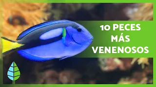 Top 10 PECES más VENENOSOS del MUNDO 🐠⚠️ ¡NUNCA los TOQUES! 🚫