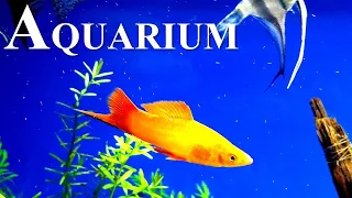 🎧 Stunning 4K Aquarium with The Best Relaxing Music - SLEEP MUSIC - HD 1080P