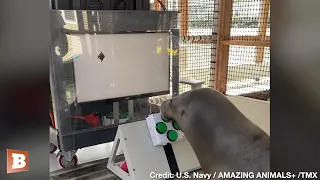 U.S. Navy Teaches Sea Lions to Play Video Games