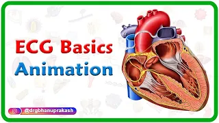 ECG Basics Animation (  ECG Made Ridiculously simple course on UDEMY )