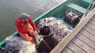 Le-au prins, scrumbiile! La Sfantu Gheorghe, Tulcea