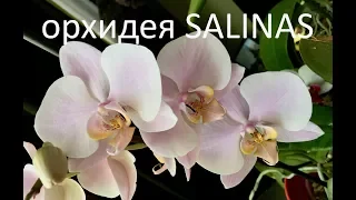 ОРХИДЕЯ Salinas (Phalaenopsis Salinas) c чертами испанской ГОАПА